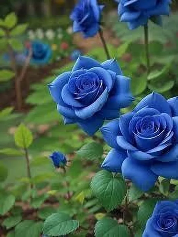 Rose_Plant_(Hybrid,_Pack_of_1)