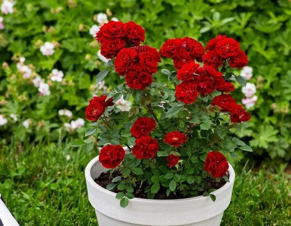 Rose_Plant_(Hybrid,_Pack_of_1)
