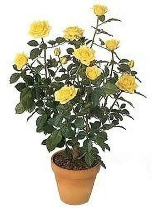 Rose_Plant_(Hybrid,_Pack_of_1)