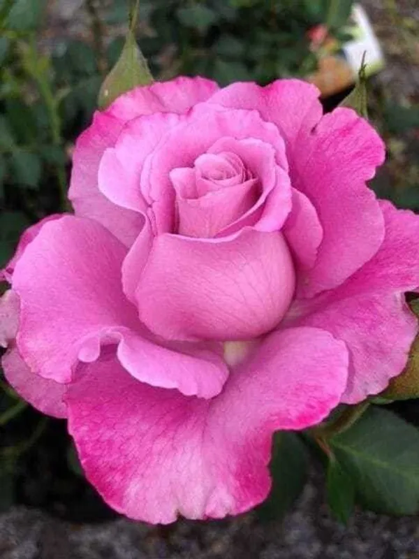 Rose_Plant_(Hybrid,_Pack_of_1)