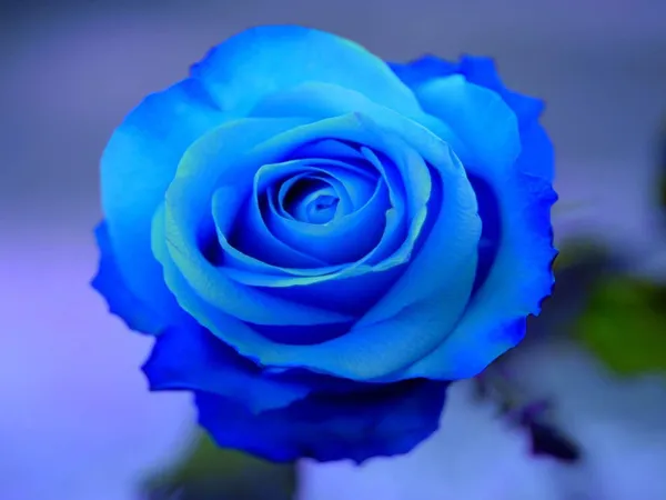 Rose_Plant_(Hybrid,_Pack_of_1)