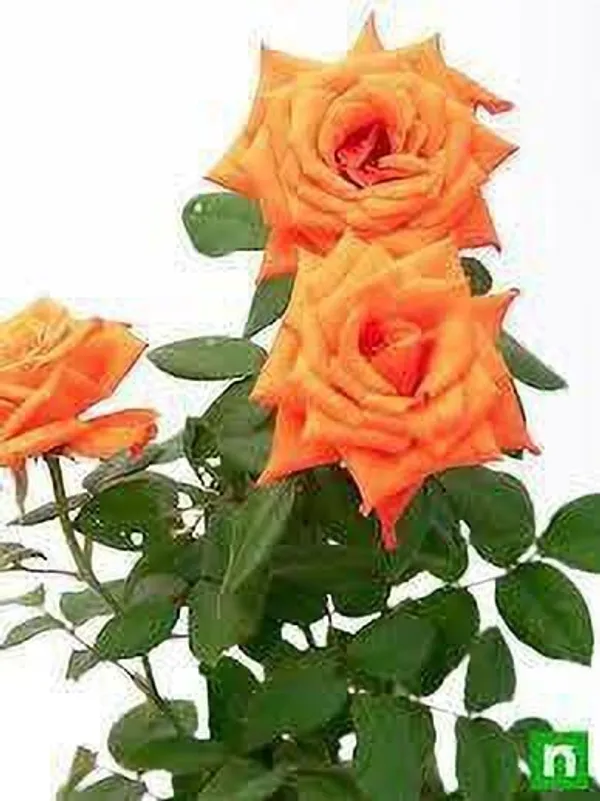 Rose_Plant_(Hybrid,_Pack_of_1)