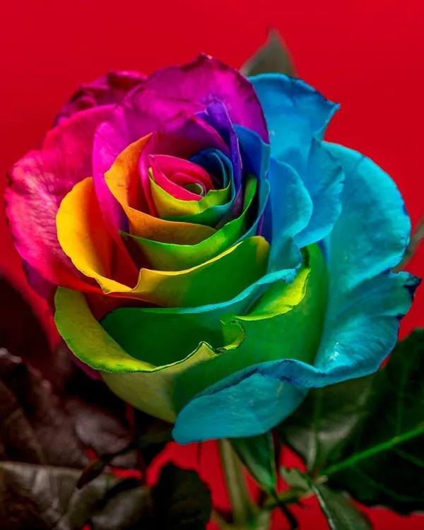 Rose_Plant_(Hybrid,_Pack_of_1)