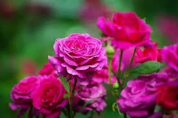 Rose_Plant_(Hybrid,_Pack_of_1)