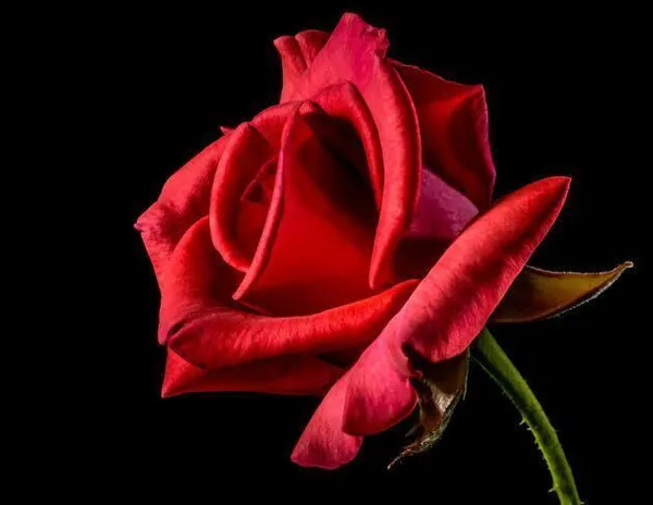 Rose_Plant_(Hybrid,_Pack_of_1)