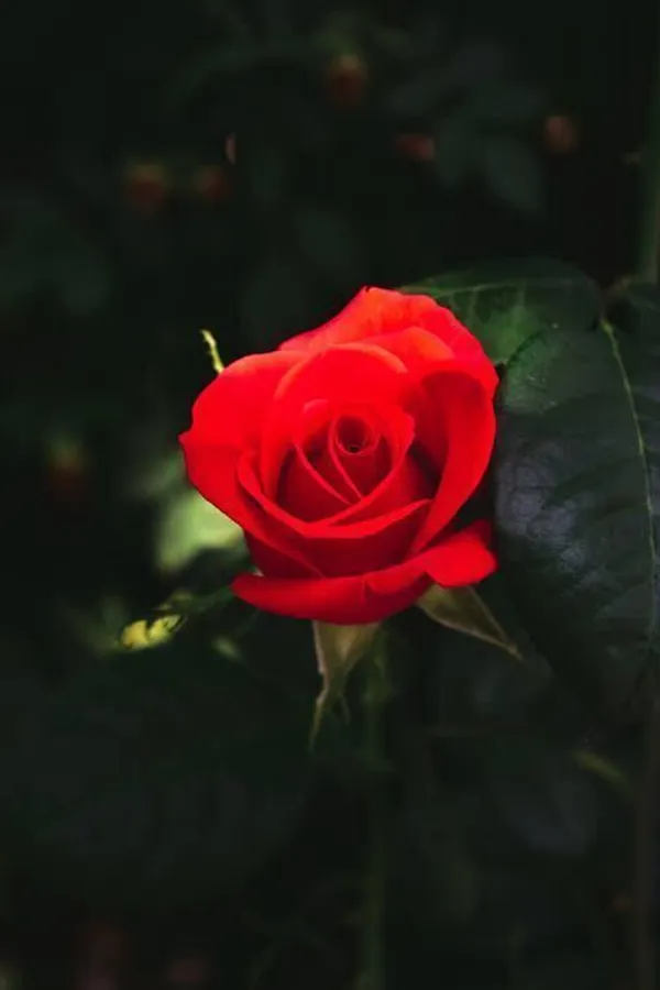 Rose_Plant_(Hybrid,_Pack_of_1)