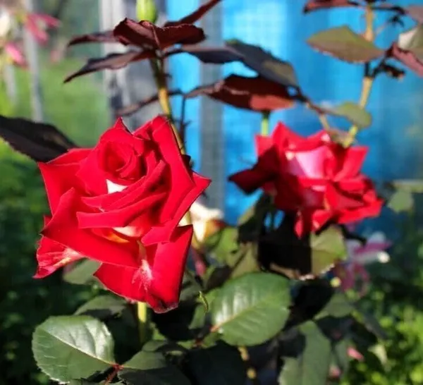 Rose_Plant_(Hybrid,_Pack_of_1)