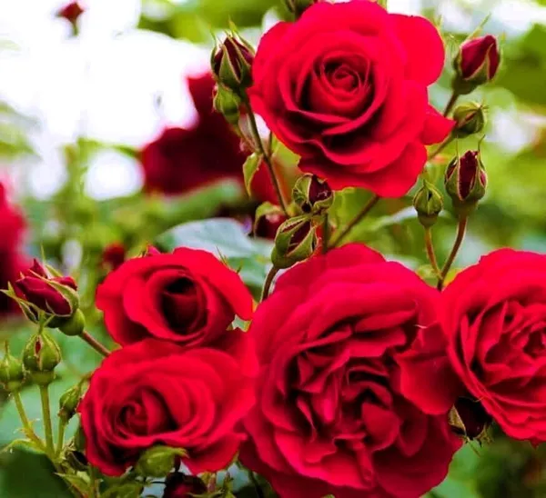 Rose_Plant_(Hybrid,_Pack_of_1)