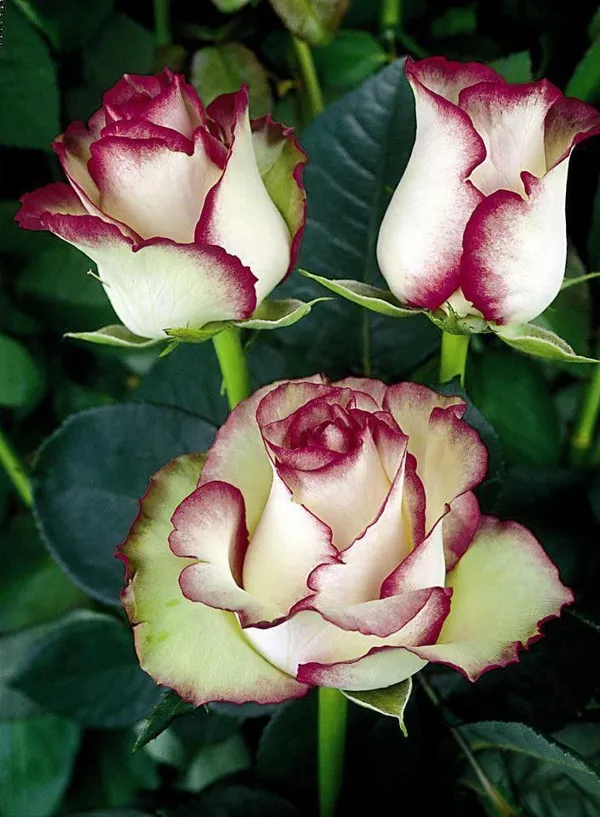 Rose_Plant_(Hybrid,_Pack_of_1)