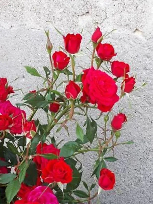 Rose_Plant_(Hybrid,_Pack_of_1)