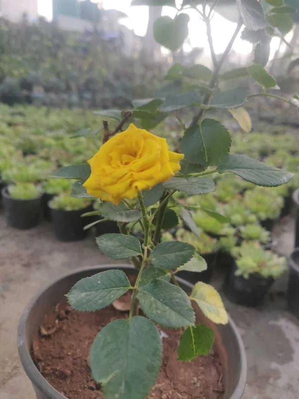 Rose_Plant_(Hybrid,_Pack_of_1)