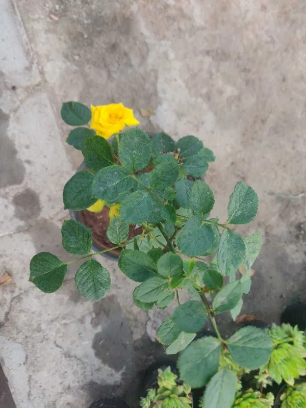 Rose_Plant_(Hybrid,_Pack_of_1)