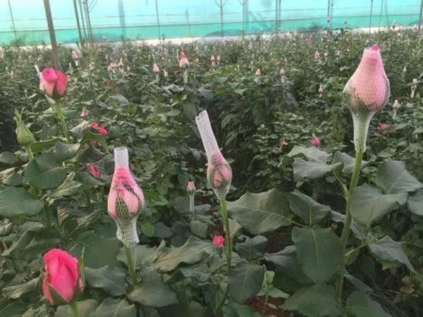 Rose_Plant_(Hybrid,_Pack_of_1)