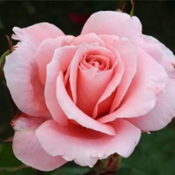 Rose_Plant_(Hybrid,_Pack_of_1)