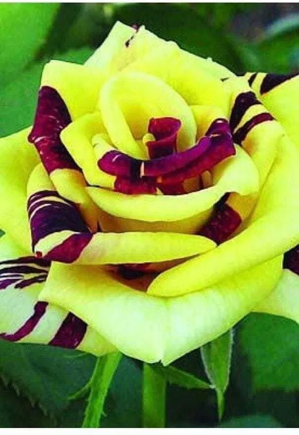 Rose_Plant_(Hybrid,_Pack_of_1)