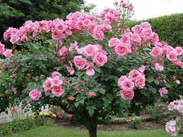 Rose_Plant_(Hybrid,_Pack_of_1)