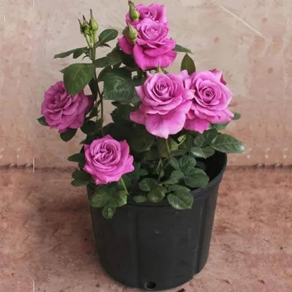 Rose_Plant_(Hybrid,_Pack_of_1)