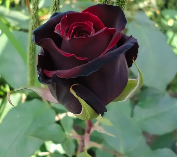 Rose_Plant_(Hybrid,_Pack_of_1)