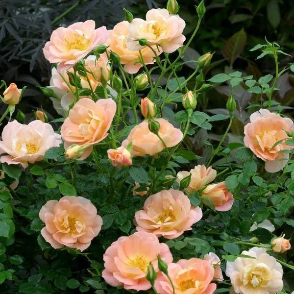 Rose_Plant_(Hybrid,_Pack_of_1)
