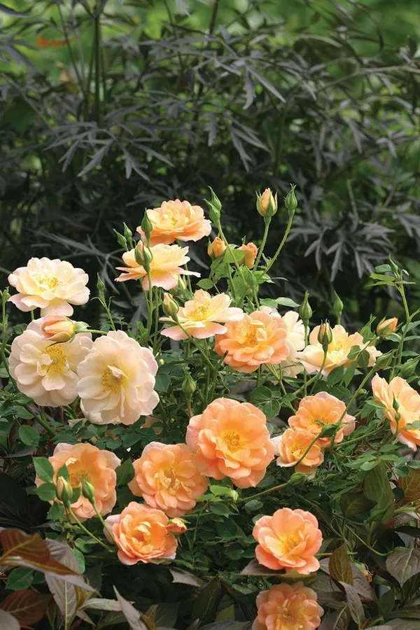 Rose_Plant_(Hybrid,_Pack_of_1)