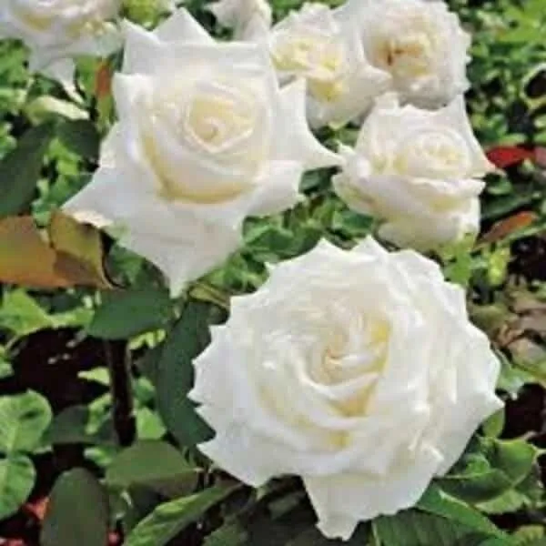 Rose_Plant_(Hybrid,_Pack_of_1)