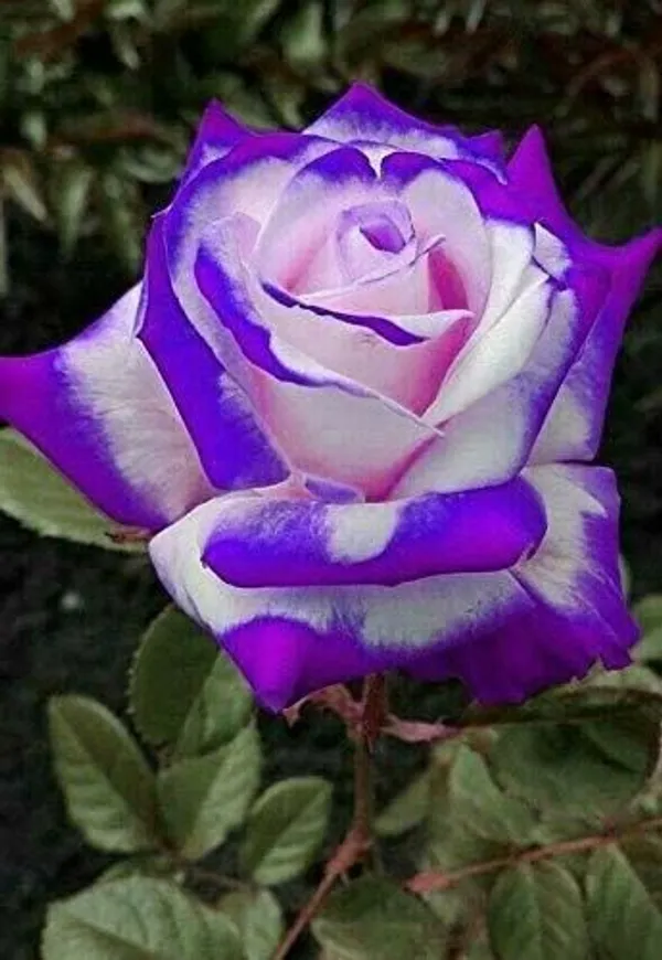 Rose_Plant_(Hybrid,_Pack_of_1)