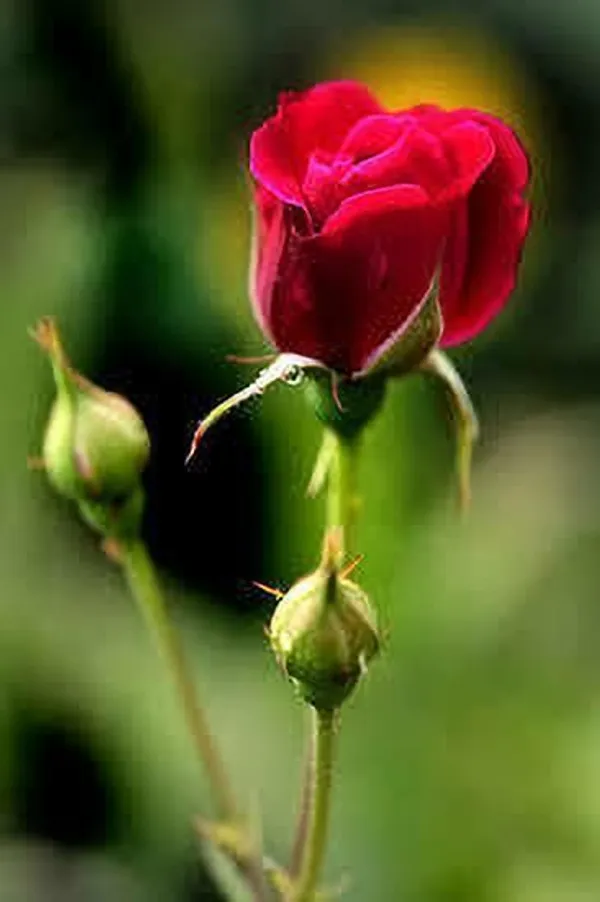 Rose_Plant_(Hybrid,_Pack_of_1)