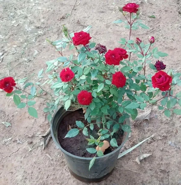 Rose_Plant_(Hybrid,_Pack_of_1)