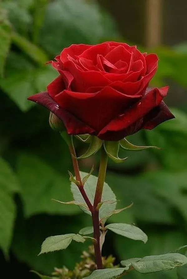 Rose_Plant_(Hybrid,_Pack_of_1)