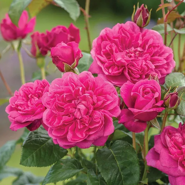 Rose_Plant_(Hybrid,_Pack_of_1)