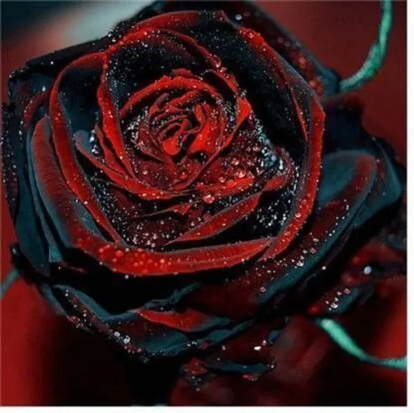 Rose_Plant_(Hybrid,_Pack_of_1)