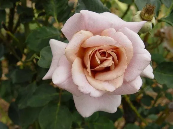 Rose_Plant_(Hybrid,_Pack_of_1)