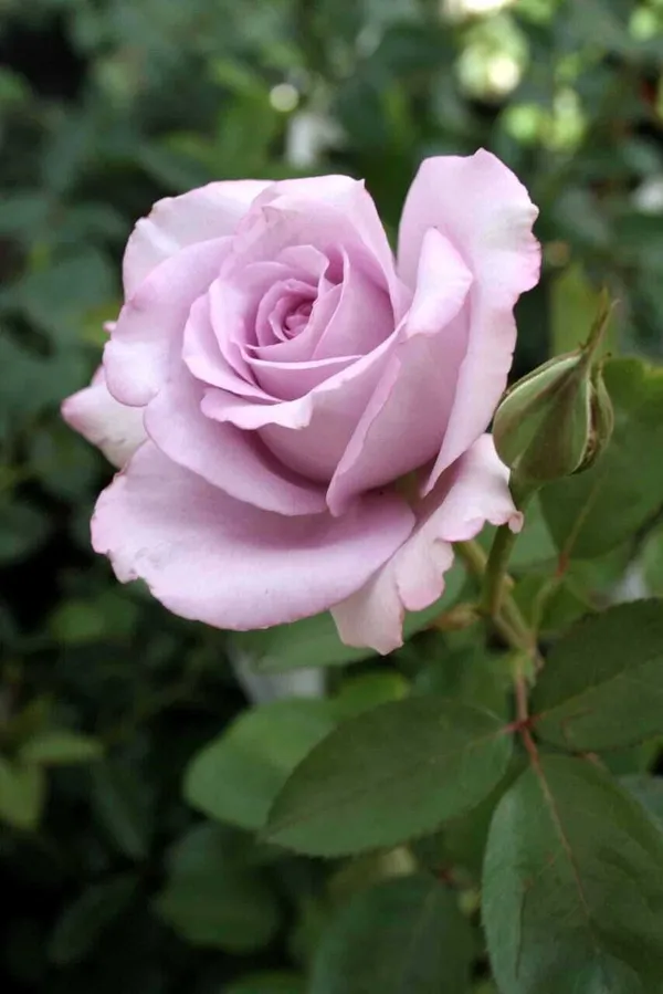 Rose_Plant_(Hybrid,_Pack_of_1)
