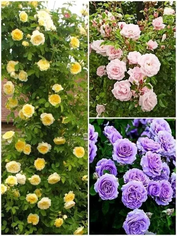 Rose_Plant_(Hybrid,_Pack_of_1)