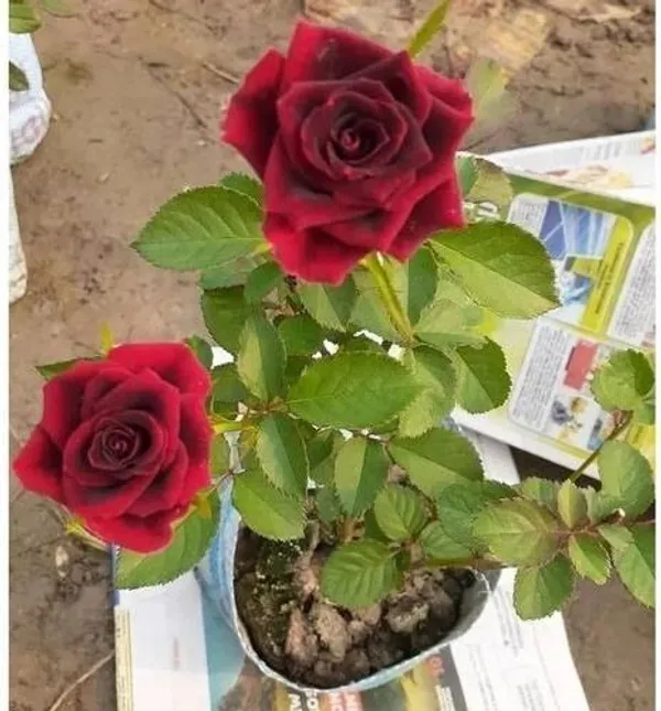 Rose_Plant_(Hybrid,_Pack_of_1)