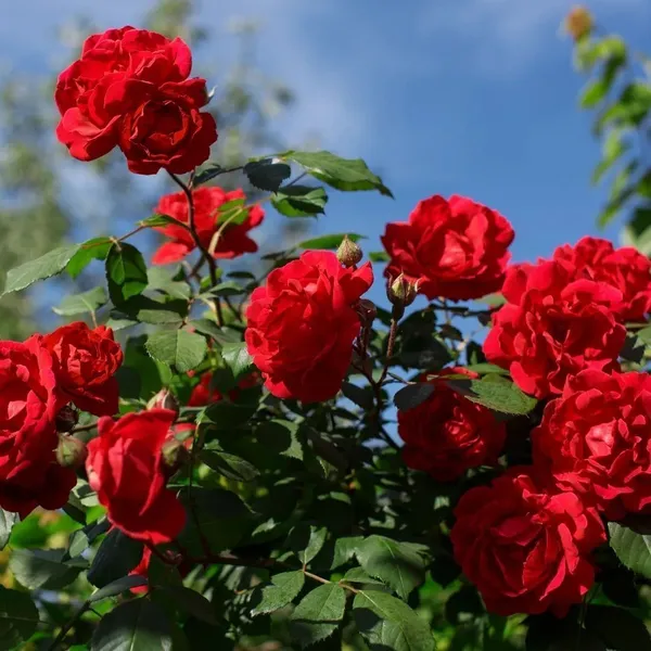 Rose_Plant_(Hybrid,_Pack_of_1)