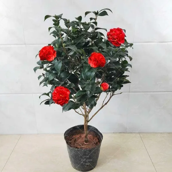 Rose_Plant_(Hybrid,_Pack_of_1)