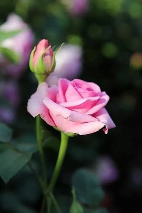 Rose_Plant_(Hybrid,_Pack_of_1)
