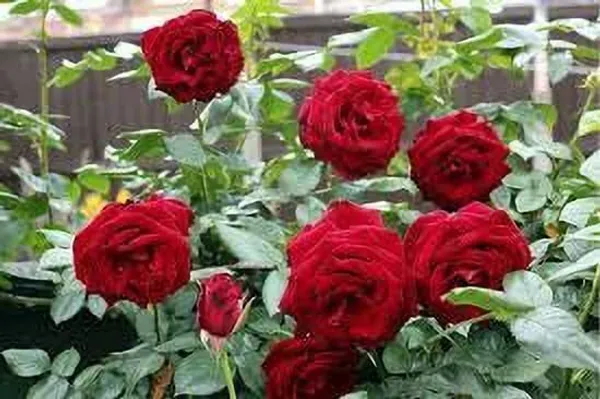 Rose_Plant_(Hybrid,_Pack_of_1)
