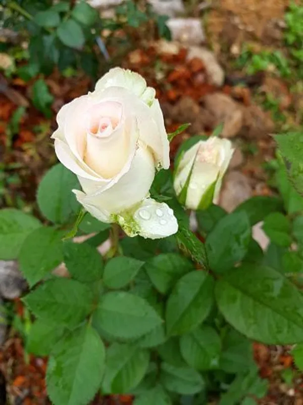 Indian_Rose_Chestnut_Plant_(Hybrid,_Pack_of_1)