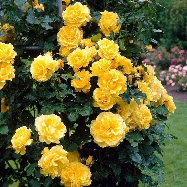 Rose_Plant_(Hybrid,_Pack_of_1)