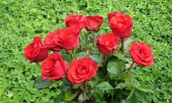 Rose_Plant_(Hybrid,_Pack_of_1)