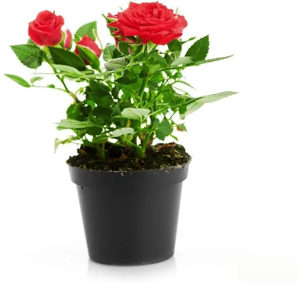 Rose_Plant_(Hybrid,_Pack_of_1)