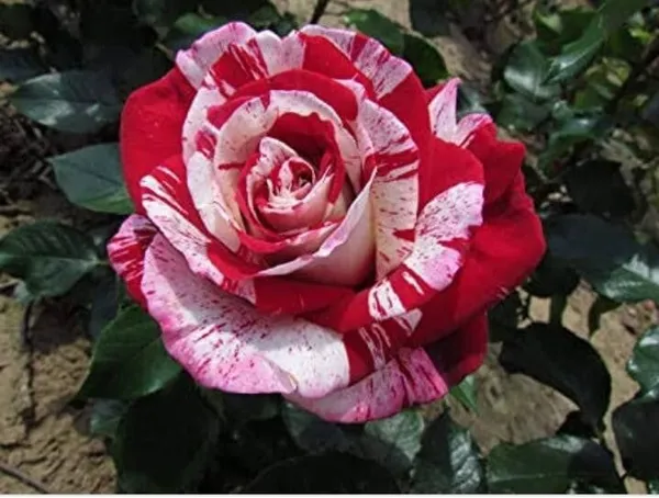 Rose_Plant_(Hybrid,_Pack_of_1)