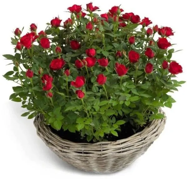 Rose_Plant_(Hybrid,_Pack_of_1)
