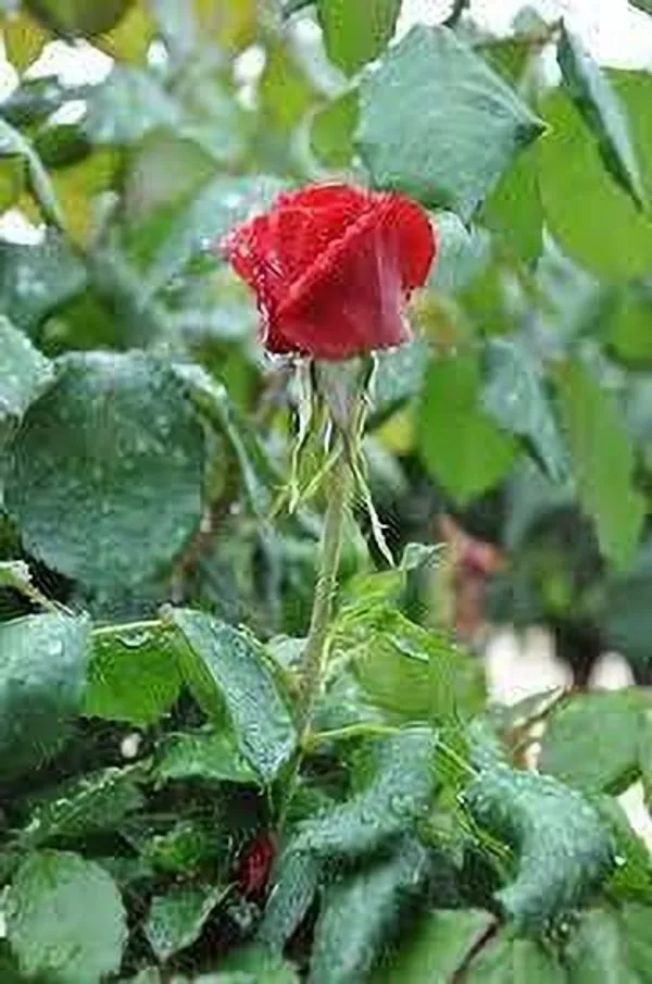 Rose_Plant_(Hybrid,_Pack_of_1)