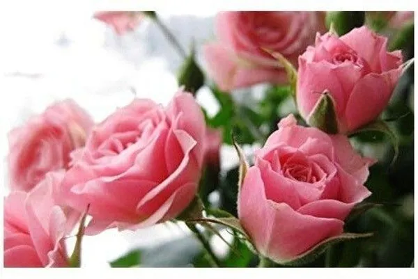 Rose_Plant_(Hybrid,_Pack_of_1)