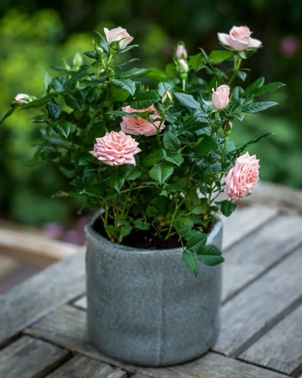 Rose_Plant_(Hybrid,_Pack_of_1)