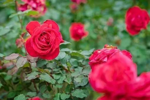 Rose_Plant_(Hybrid,_Pack_of_1)