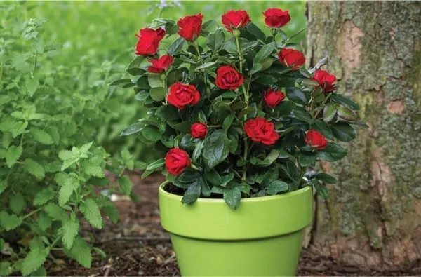 Rose_Plant_(Hybrid,_Pack_of_1)